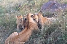 5 Days Masai Mara, Lake Nakuru, Lake Naivasha Magical Wildlife Safari in Kenya 
