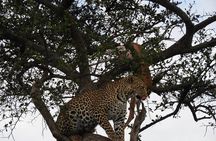 5 Days Masai Mara, Lake Nakuru, Lake Naivasha Magical Wildlife Safari in Kenya 