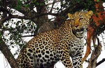 5 Days Masai Mara, Lake Nakuru, Lake Naivasha Magical Wildlife Safari in Kenya 
