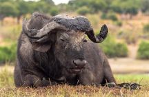 9 Days Budget Lodge Safari Tour 