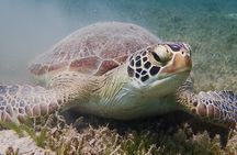 Turtle Beach Power Snorkeling Adventure Pickup Excluded