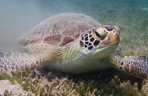 Turtle Beach Power Snorkeling Adventure