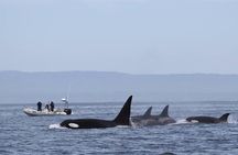 Whale Watching Monterey Bay semi-private limited to 6 people max