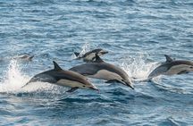 Whale Watching Monterey Bay semi-private limited to 6 people max