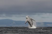 Whale Watching Monterey Bay semi-private limited to 6 people max