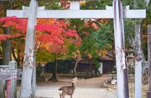 Japan Discovery Tour (12 Days)