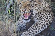 5 Days Budget Mid Range Safari Tour Tanzania
