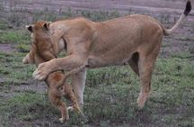 6 Days Budget Camping Tanzania Safari Highlights