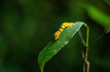 Cape Tribulation Day Tour 