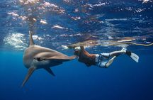  Snorkeling or Swimming with Sharks in Cabo San Lucas