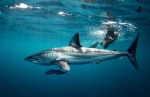  Snorkeling or Swimming with Sharks in Cabo San Lucas