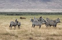 Cape Town - The Best of Aquila Safari Tour 