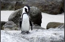 Cape Town - The Best of Aquila Safari Tour 