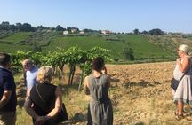 Knowledge, passion and love for the earth Walk through the vineyards taste the wines