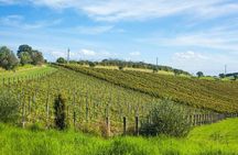 Waiheke island wine tours with Waitiki Tours