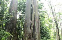 Oahu to Maui 1 Day Trip : Road to Hana Day Trip from Oahu with Air Ticket
