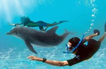 Dolphin House By Private Speed Boat & Drinks & Transfer-Hurghada