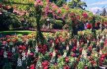 Private Deluxe Tour of Victoria & to Butchart Gardens (5 hrs)
