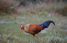 Horton Plains National Park Hike from Nuwara Eliya