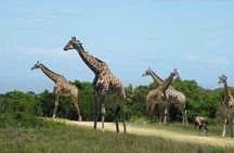 5 Days Luxury Lodge Safari Tour Tanzania