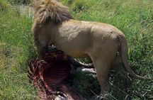 9 Days Budget Lodge Safari Tour 