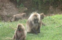 Northern Ethiopia & Trekking Simien Mountains , 10 Days 