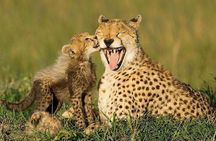 Cape town private - The Best of Big five safari 