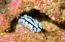 Maui Night Certified Scuba Diving