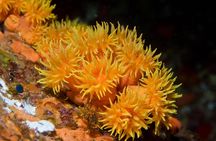 Maui Night Certified Scuba Diving