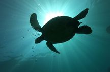 Two Tank Lanai Certified Diving Adventure from Lahaina