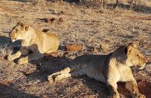 Night Rhino Game Drive and Bush Dinner from Victoria Falls