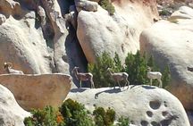 Joshua Tree Open Air Hummer Adventure