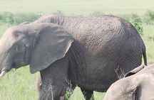 6 Days Masai Mara, L Nakuru, L Naivasha, Amboseli 4X4 Jeep safari