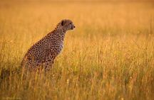 Day Tour: Ngorongoro Conservation Area