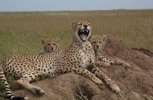 Day Tour: Ngorongoro Conservation Area