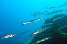 Qualified Diver 1 Tank Dive in Mykonos