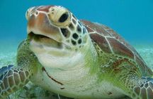 Tulum ruins, Swim with turtles and Cenote From Cancun