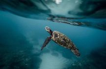 Pescador Island with Sardines & Turtle and Canyoneering in Kawasan Falls