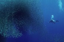 Pescador Island with Sardines & Turtle and Canyoneering in Kawasan Falls