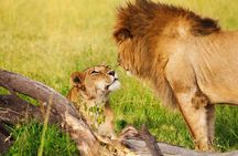 Day Tour to Amboseli National park and Masai Village Tour