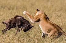 Serengeti national Park, ngorongoro conservation area 3 days two nights