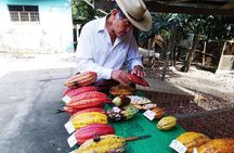 2-Day Cacao Tour in Cusco Jungle – Learn & Harvest with Experts