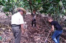 2-Day Cacao Tour in Cusco Jungle – Learn & Harvest with Experts