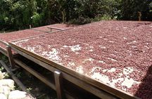2-Day Cacao Tour in Cusco Jungle – Learn & Harvest with Experts
