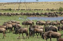 2days Spectacular Tanzania Safari