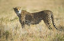 2days Spectacular Tanzania Safari