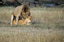 2days Spectacular Tanzania Safari