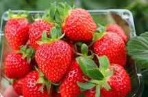 Snowyland, Strawberry Picking & Alpaca World