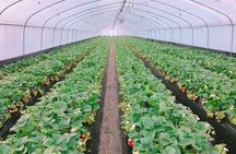 Strawberry Picking+Nami Island+Eobi Valley+Garden Lighting Fest