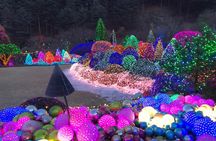 Strawberry Picking+Nami Island+Eobi Valley+Garden Lighting Fest